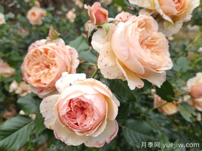 月季推薦，真宙月季(圖1)
