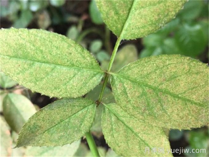 園林植物常見(jiàn)9大類(lèi)病蟲(chóng)害防控技術(shù)措施(圖1)
