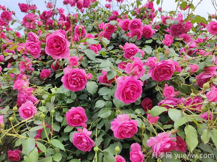北方花園城市建設常用植物(圖1)