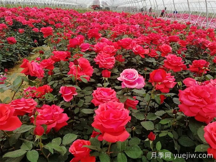 花木生產(chǎn)周期的變化與長(cháng)周期花木管理要點(diǎn)(圖1)