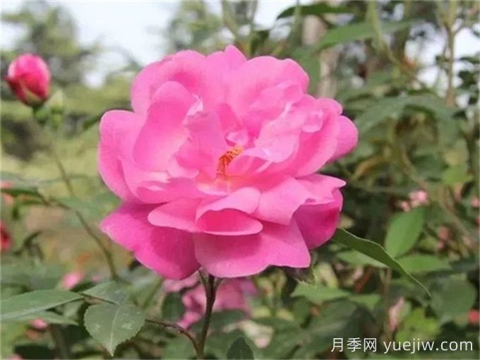 月季推薦，月月粉月季(圖1)