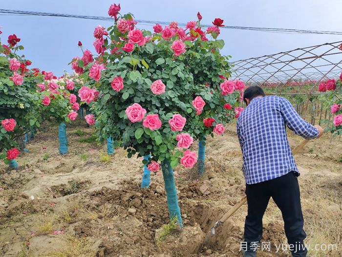 大花月季推薦，粉扇月季(圖2)