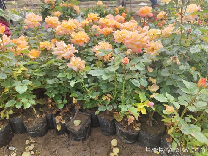園林苗木從苗圃到工地過(guò)程，教你成為苗木養護專(zhuān)家(圖2)