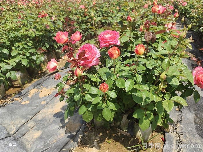 如何養好月季花盆栽？(圖1)