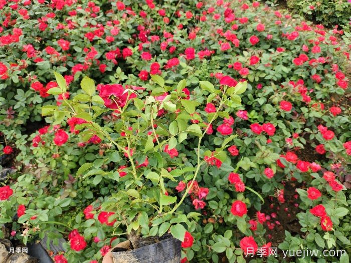 如何養好月季花盆栽？(圖2)