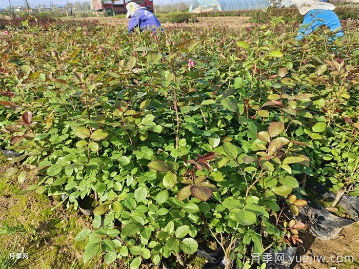 園林綠化工程為什么在春季種植月季？(圖2)