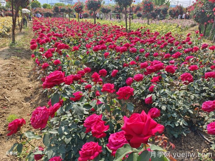 園林綠化工程為什么在春季種植月季？(圖1)