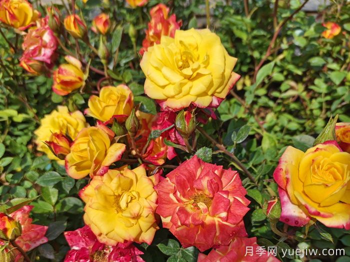 春季有什么適合景區綠化的月季苗品種？(圖5)