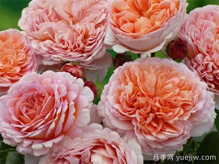 小小月季兩副面孔？推薦優(yōu)秀的可藤可灌月季(圖1)