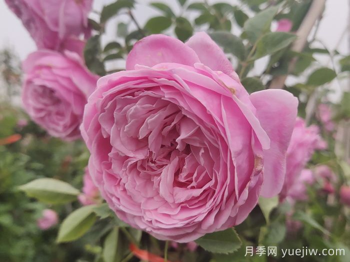 小小月季兩副面孔？推薦優(yōu)秀的可藤可灌月季(圖3)