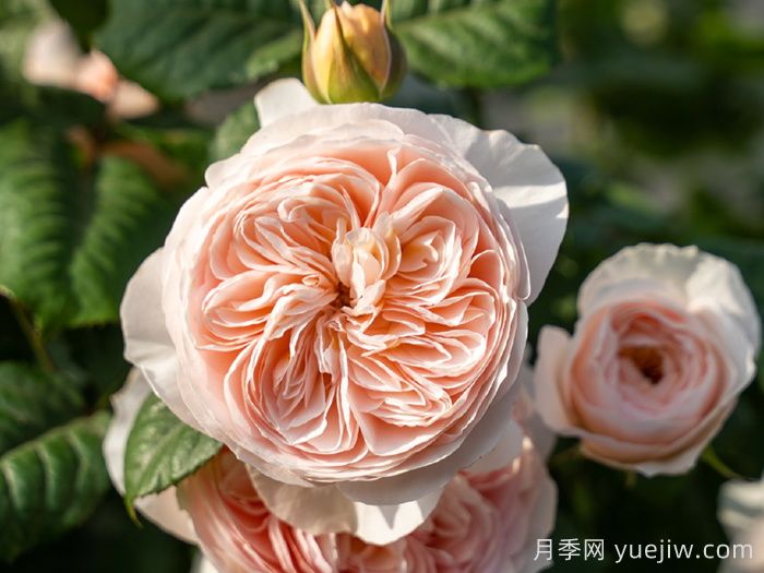 小小月季兩副面孔？推薦優(yōu)秀的可藤可灌月季(圖4)