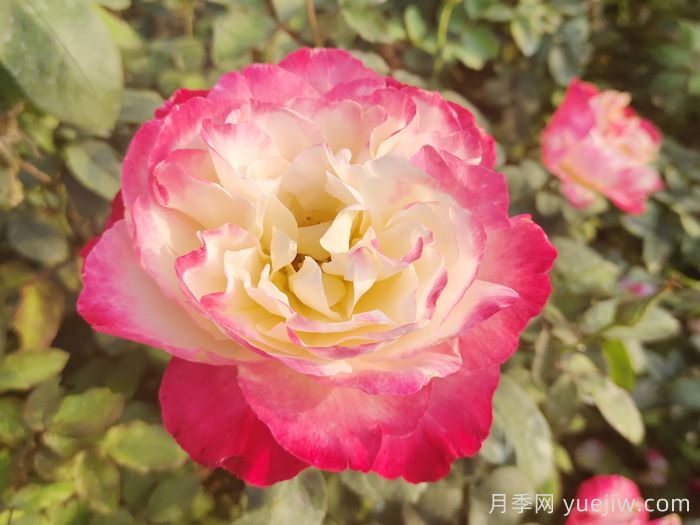 推薦9個(gè)月季品種，花型美開(kāi)花多(圖3)