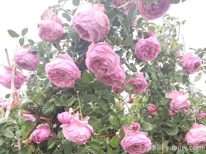 推薦9個(gè)月季品種，花型美開(kāi)花多(圖4)