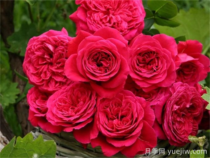 皇家胭脂月季，花朵碩大香味迷人的歐月(圖1)