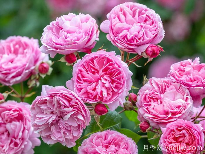 玫瑰花，愛(ài)情與時(shí)光交織的絢爛詩(shī)篇(圖1)