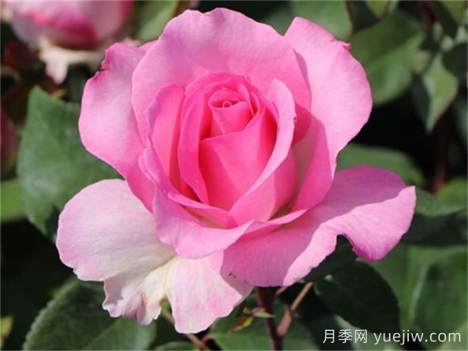 比弗利月季，榮獲全球25個(gè)大獎的優(yōu)秀月季(圖2)