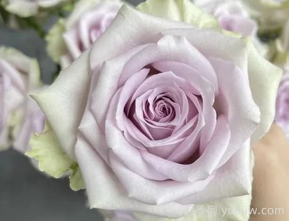 切花月季推薦，海洋之謎月季(圖1)