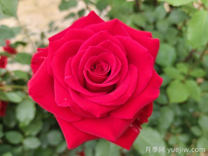 花語(yǔ)大全，100種花朵背后的隱秘語(yǔ)言(圖1)