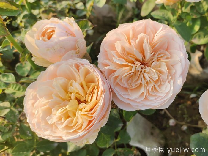 十大耐陰爬藤月季品種有哪些？(圖3)