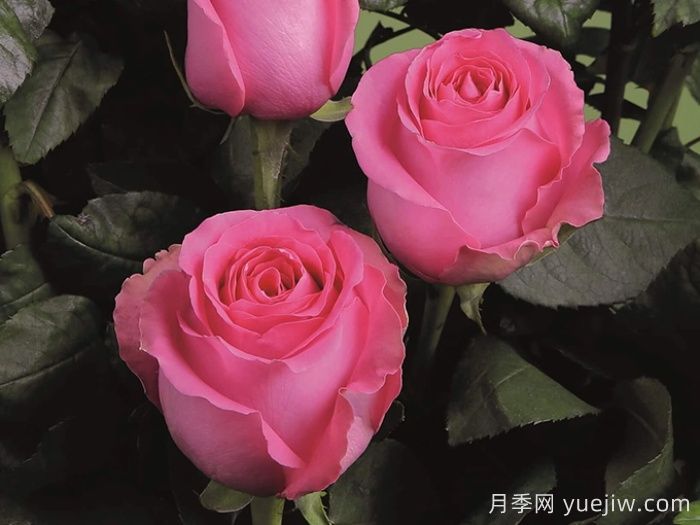 月季推薦，上海夫人月季(圖1)