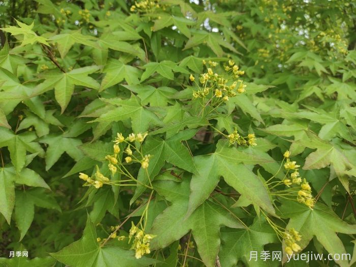 五角槭、茶條槭、梣葉槭、銀白槭、紅花槭的介紹(圖1)