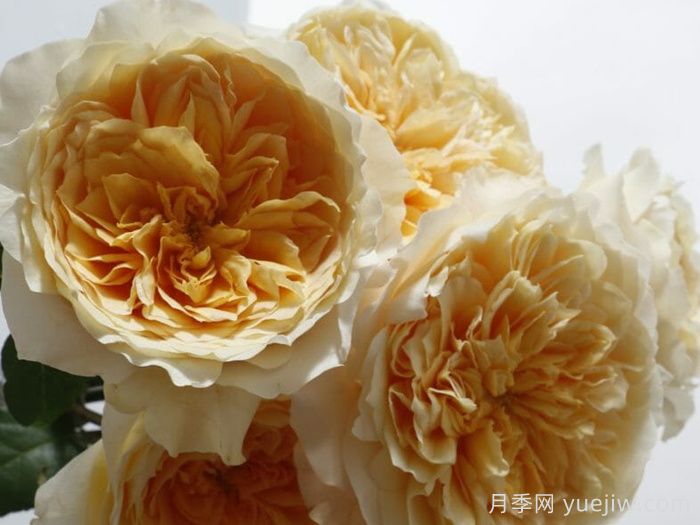 艾菲月季介紹，黃色切花，花瓣層疊(圖1)