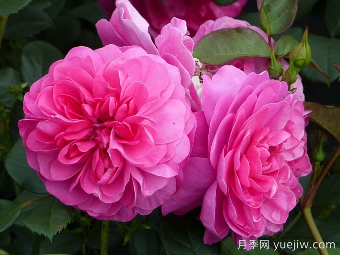 快板月季/歡快樂(lè )章月季/歡樂(lè )樂(lè )章(圖1)