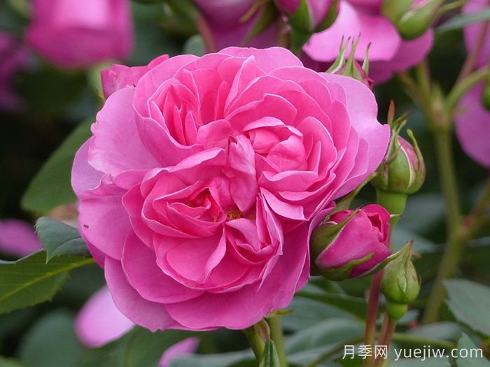 快板月季/歡快樂(lè )章月季/歡樂(lè )樂(lè )章(圖2)
