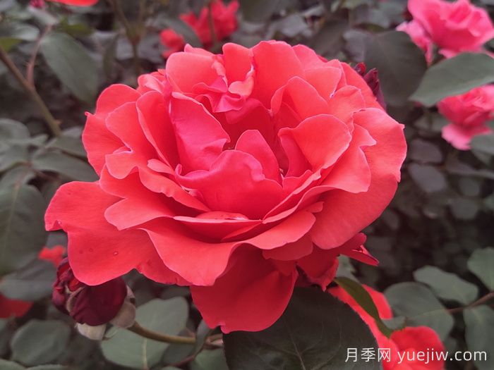 花比臉大月季系列，十個(gè)超大花的月季品種(圖2)