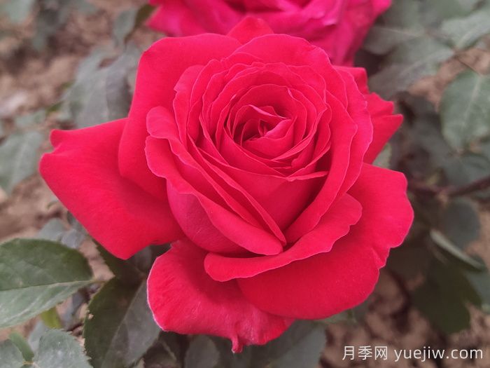 花比臉大月季系列，十個(gè)超大花的月季品種(圖3)