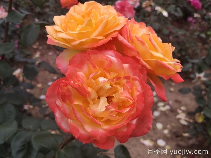 花比臉大月季系列，十個(gè)超大花的月季品種(圖5)