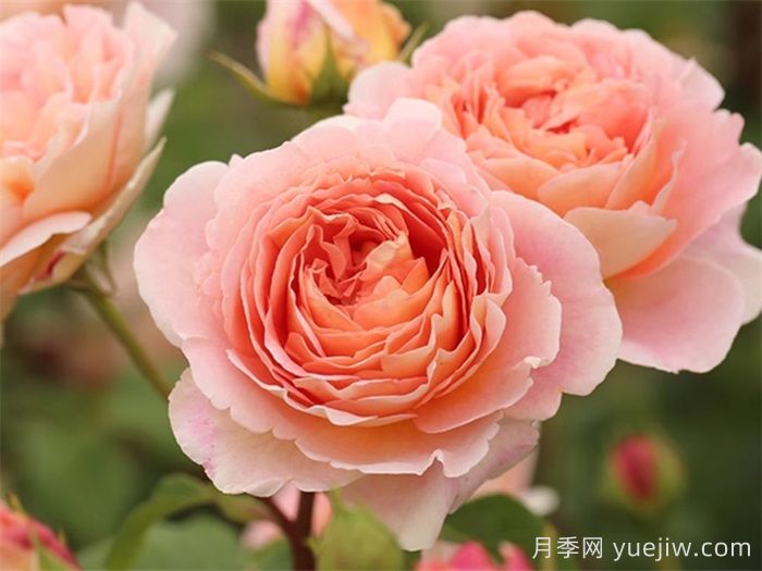 花比臉大月季系列，十個(gè)超大花的月季品種(圖6)