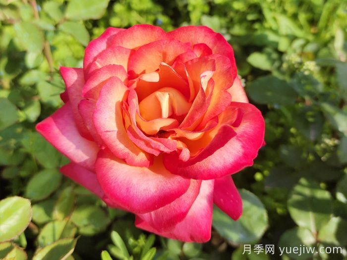 花比臉大月季系列，十個(gè)超大花的月季品種(圖7)