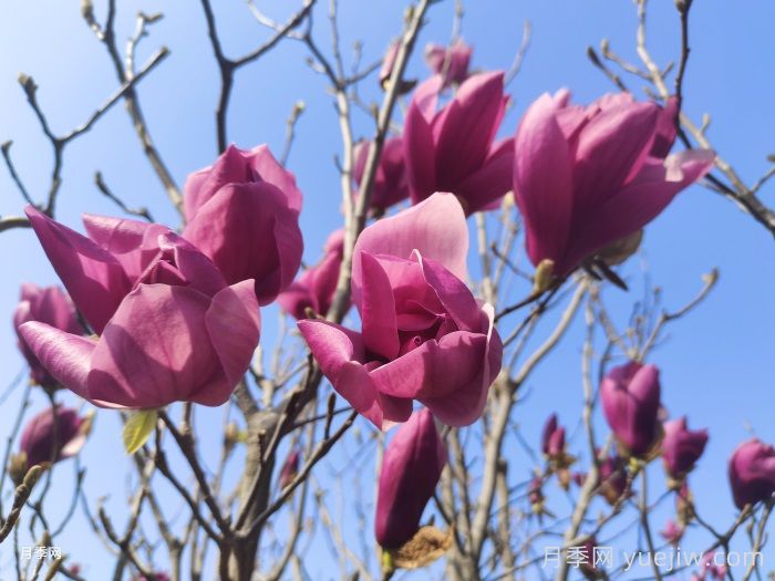 分享33種花葉不相見(jiàn)的植物，開(kāi)花時(shí)不見(jiàn)葉(圖1)
