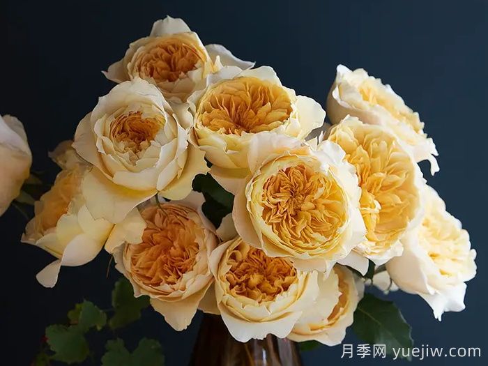 艾菲月季優(yōu)缺點(diǎn)，奧斯汀黃色切花，觀(guān)賞價(jià)值高(圖2)
