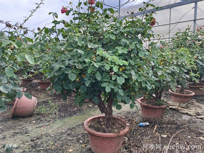 月季葉子掉個(gè)不停？光桿月季如何重新發(fā)芽？(圖3)