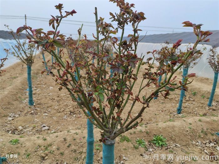 春天月季發(fā)芽期的管理辦法，注意給肥和抹芽(圖1)