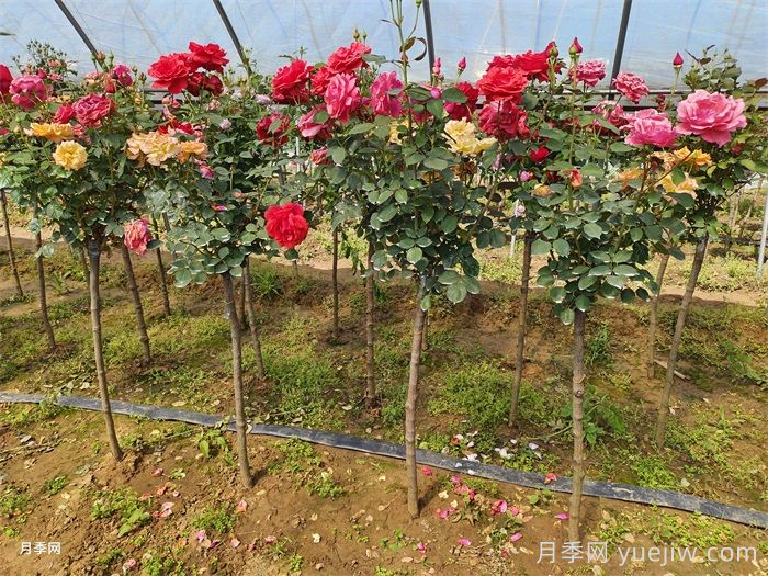 月季苗非常弱半死不活怎么辦？月季長(cháng)得健壯辦法(圖3)