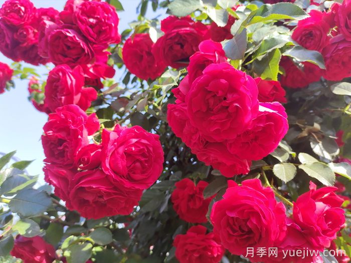?重新了解月季，月季的習性、養花、時(shí)間(圖1)