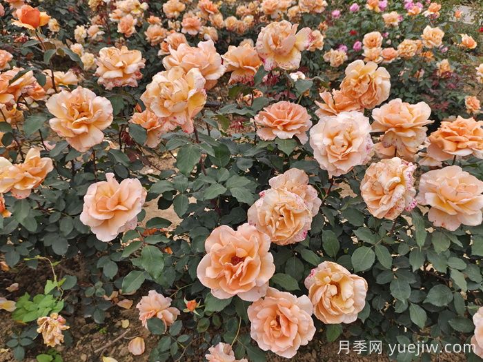 春季月季如何施肥？施肥時(shí)間和施肥方法     (圖3)