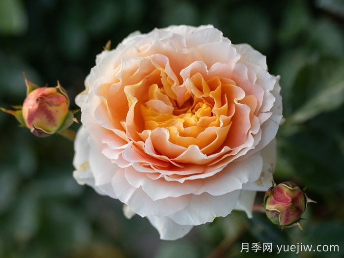 追求月季新品種問(wèn)題多，注意不要跳進(jìn)月季坑     (圖2)