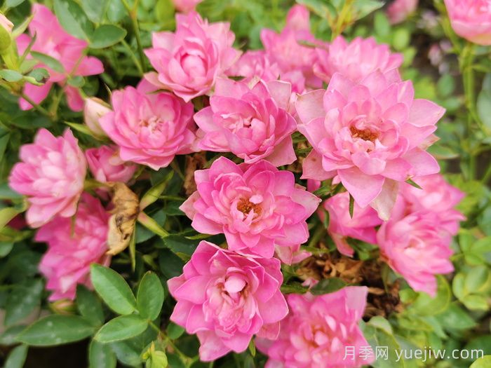 超級耐寒的5個(gè)月季品種，0度以上就能開(kāi)花(圖3)