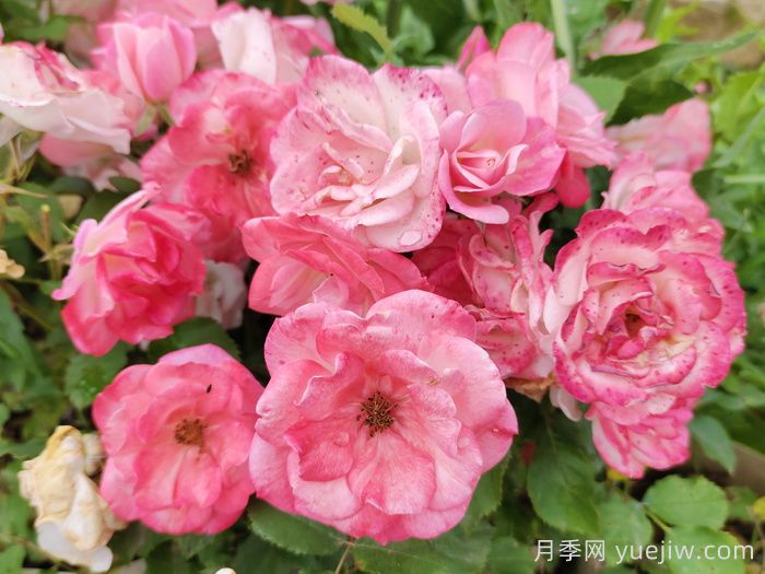 超級耐寒的5個(gè)月季品種，0度以上就能開(kāi)花(圖4)