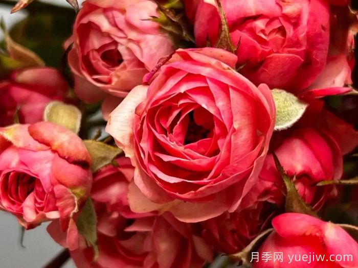 超級耐寒的5個(gè)月季品種，0度以上就能開(kāi)花(圖1)