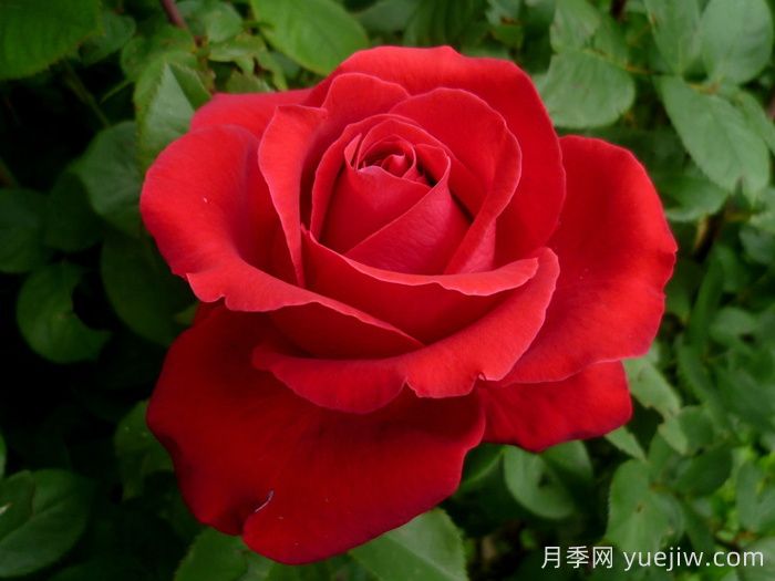 愛(ài)的魔力月季/貝佐伯/愛(ài)的咒語(yǔ)(圖1)