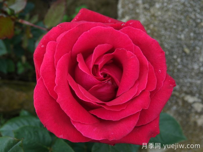 愛(ài)的魔力月季/貝佐伯/愛(ài)的咒語(yǔ)(圖2)