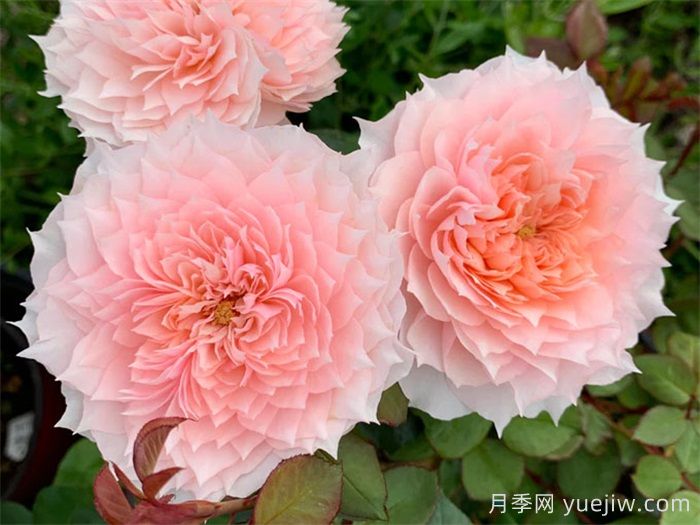 月季成長(cháng)成長(cháng)之路，月季小苗到大苗開(kāi)花的全過(guò)程(圖2)