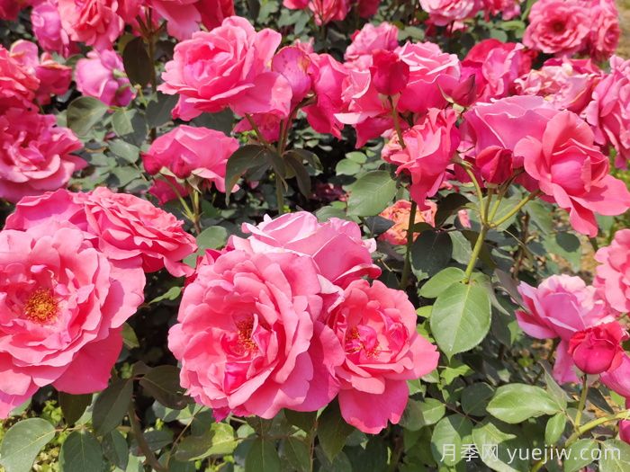 月季成長(cháng)成長(cháng)之路，月季小苗到大苗開(kāi)花的全過(guò)程(圖3)