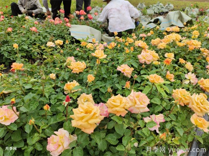 月季小苗的緩苗辦法？提高移栽成活率(圖1)