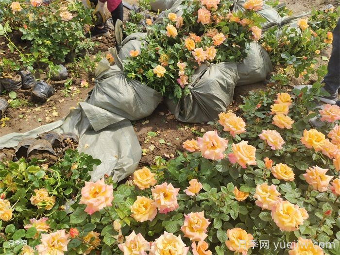 長(cháng)期陰雨天氣，月季爛根、病害爆發(fā)怎么辦？(圖1)